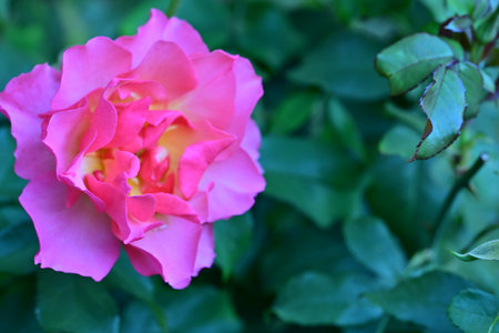 Beautiful pink rose flower in the garden. Selective focus.の写真素材