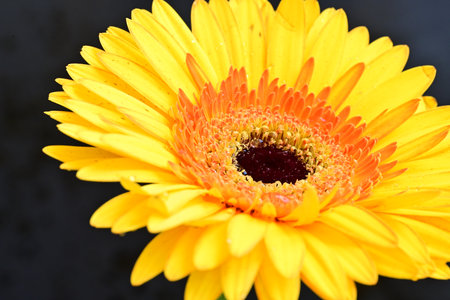 Yellow gerbera flower on black background, closeup of photoの写真素材