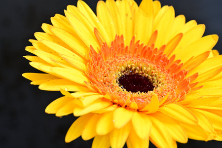 yellow gerbera flower on a black background. macro. close upの写真素材