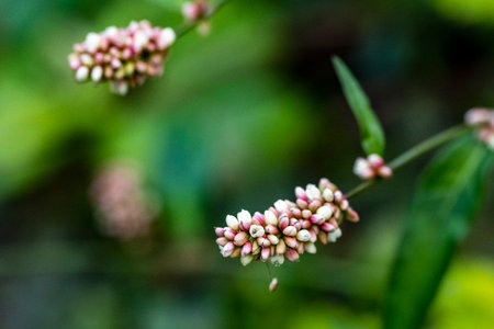 Close up of small pink flowers in the garden, Thailand. Macro.の写真素材