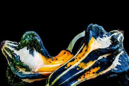 Colorful decorative squash on a black background. Close up.の写真素材