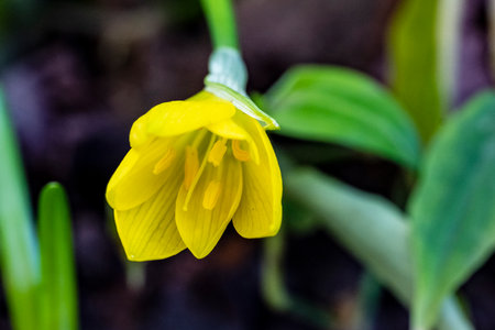 Yellow flower of daffodil (Fritillaria foetida)