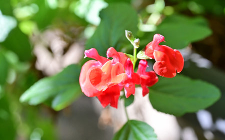 Red flower with green leaves in the garden. Natural floral background.の写真素材