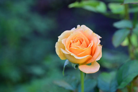 Beautiful orange rose in the garden, close-up image.の写真素材