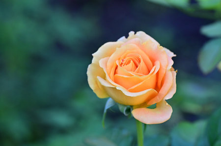 Beautiful orange rose in the garden. Shallow depth of field.の写真素材