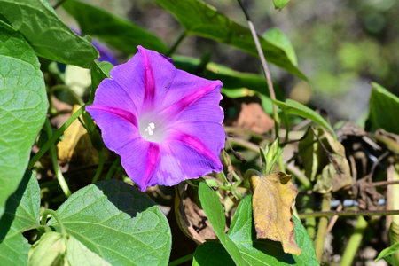 Ipomoea pes-caprae flower in garden