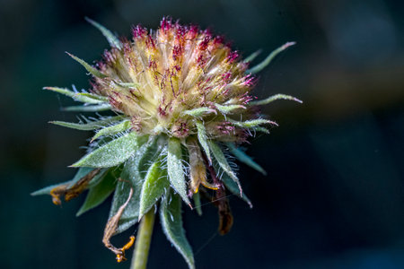 Close up view of a flower head of a red clover.