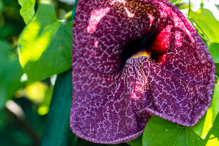 Close up of a purple flower with green leaves in the background.の写真素材