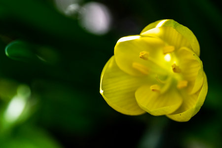 Close up of yellow tulip on green background with bokehの写真素材