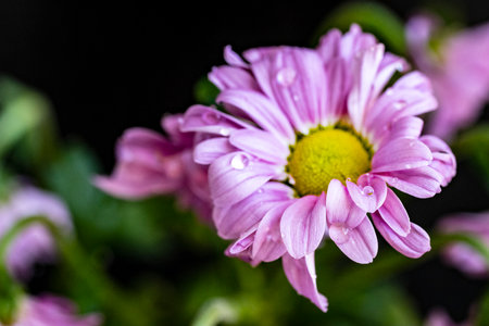 Purple flower with water drops on petals