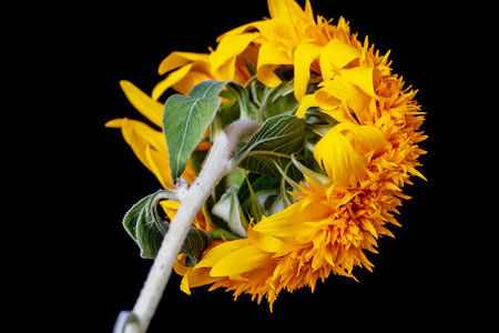 Sunflower isolated on black background. Closeup of sunflower.の写真素材