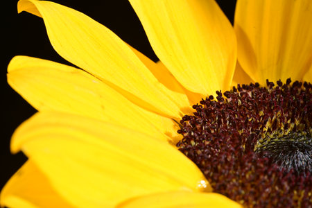 Close up of a yellow sunflower on a black background. Macroの写真素材