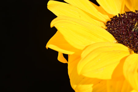 Close up of sunflower petals on black background with copy spaceの写真素材