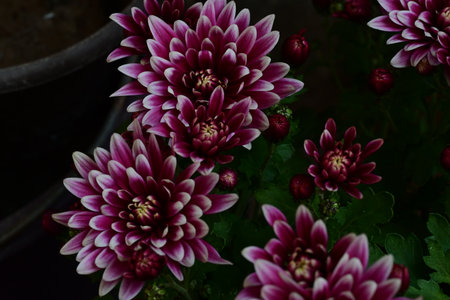 Beautiful purple chrysanthemum flower in the garden.