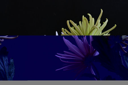 colorful chrysanthemum flower on a dark blue background