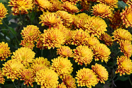 Yellow chrysanthemum flowers in the garden close up.の写真素材