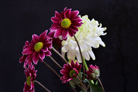 Colorful chrysanthemum flowers on a black background.の写真素材