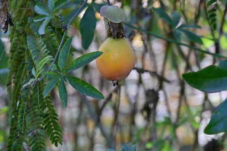 Ripe persimmon fruit on the tree in nature background.の写真素材