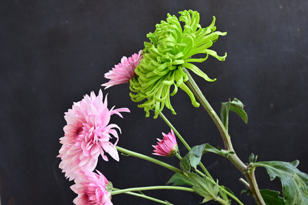 Pink chrysanthemum flowers on dark backgroundの写真素材