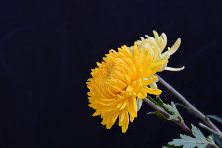 Yellow chrysanthemum on a black background. Selective focus.の写真素材