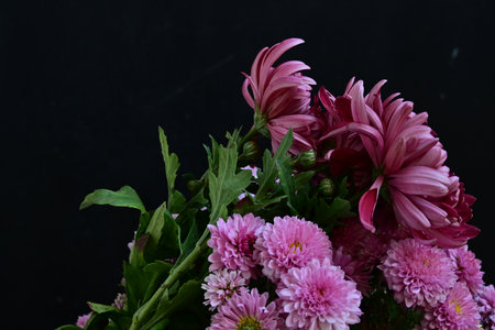 Bouquet of pink chrysanthemums on black background
