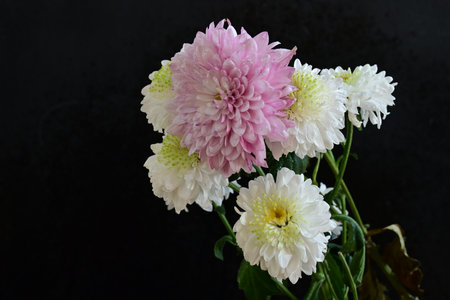 White and pink chrysanthemum flowers isolated on black background