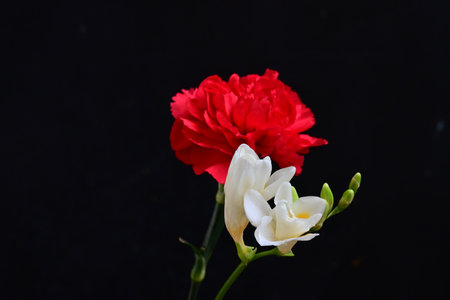 Red and white carnation flower isolated on black background with copy spaceの写真素材