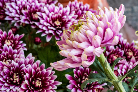 Purple chrysanthemum flowers close-up. Selective focus.