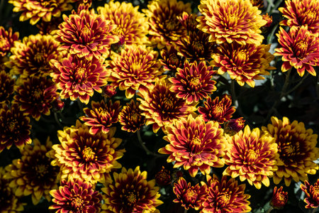 Chrysanthemum flowers in the garden, Thailand. (Selective focus)