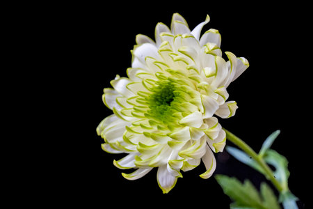 White chrysanthemum on a black background close-upの写真素材