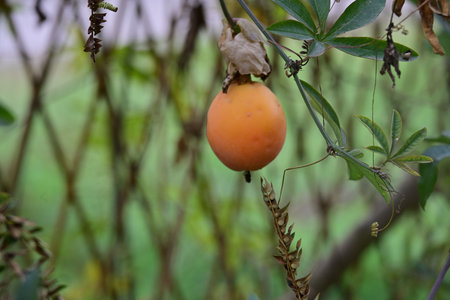 Ripe persimmon fruit on the tree in the garden.