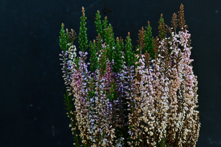 Heather flowers in a vase on a dark background, close upの写真素材