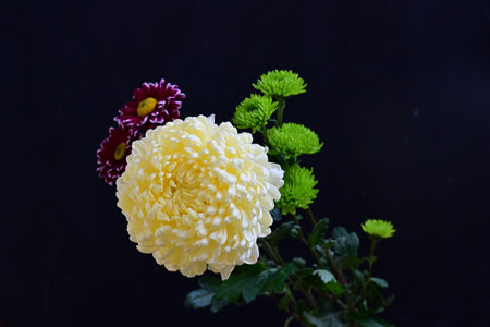 White chrysanthemum flower on black background, closeup