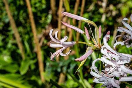 Close up of pink and white lily flower in the garden.の写真素材