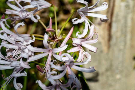 Close up of a pink and white lily flower in bloom.の写真素材