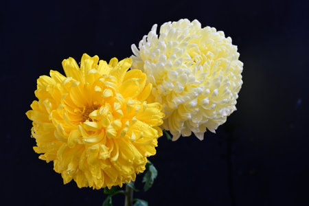 Yellow and white chrysanthemum flowers isolated on black backgroundの写真素材