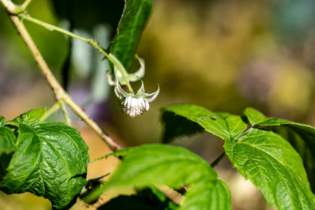 White flower on a branch with green leaves in the spring forest.