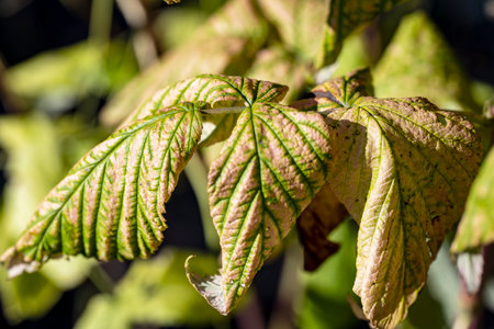 Green leaves of a raspberry plant in the spring, close-up