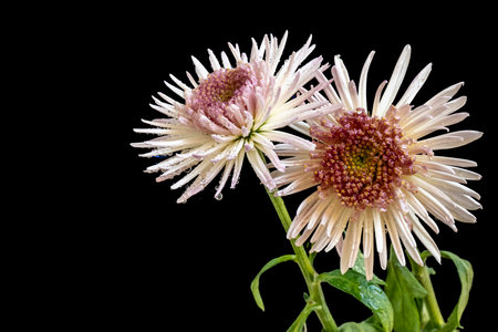White chrysanthemum on a black background close-upの写真素材