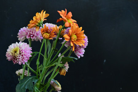 Colorful chrysanthemum flowers bouquet on black background