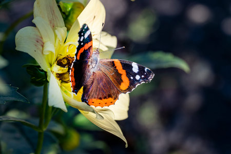 Vanessa atalanta, red admiral butterfly on a flowerの写真素材