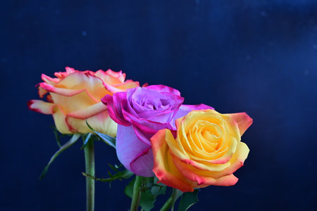 beautiful multicolored roses on a dark blue background close upの写真素材