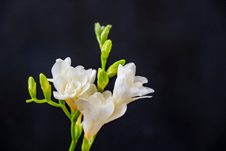 White freesia flower on black background with copy space for textの写真素材
