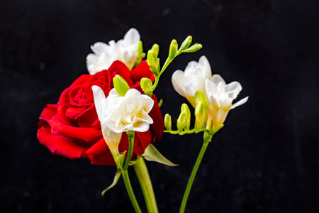 Bouquet of red and white freesia flowers on black backgroundの写真素材