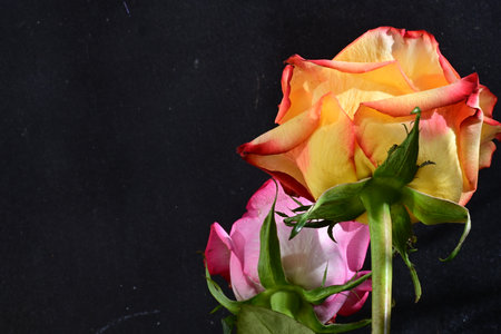 Yellow and pink rose on black background with copy space for text.の写真素材