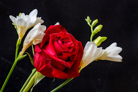 red rose and white freesia on black background, valentine's dayの写真素材