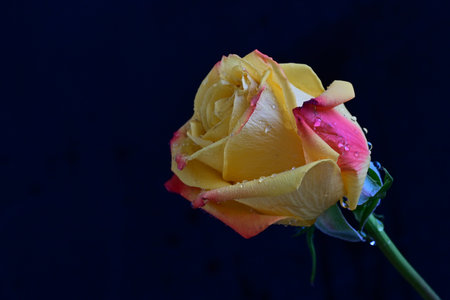 Beautiful yellow rose on a dark background. Close-up.の写真素材