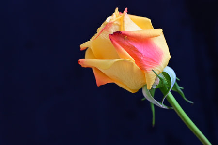 Yellow and pink rose on a dark background. Close-up.の写真素材