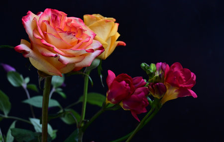 Beautiful roses on black background, close-up, selective focusの写真素材