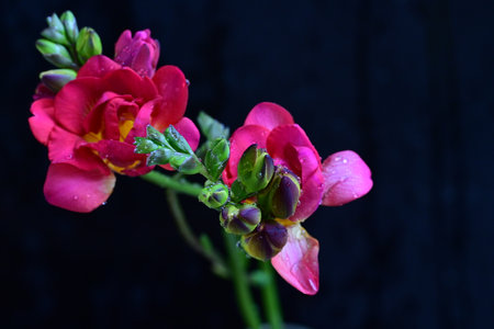 Red freesia flowers with water drops on a black background.の写真素材
